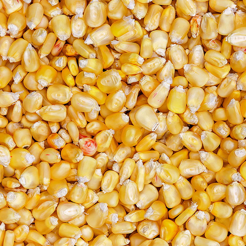 Yellow Corn