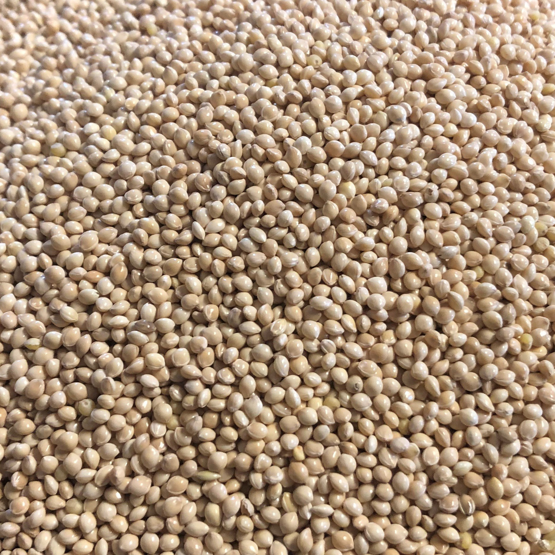 White Millet